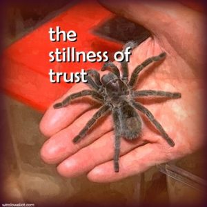 The stillness of trust